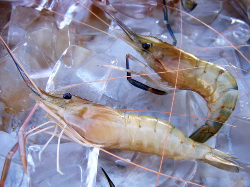 Live shrimp clearance near me