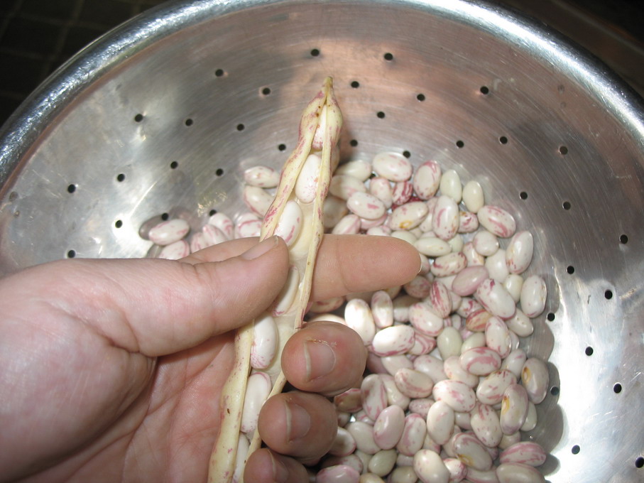 Tigers &amp; Strawberries » A Bean, By Any Other Name, Wouldst Taste As Sweet?